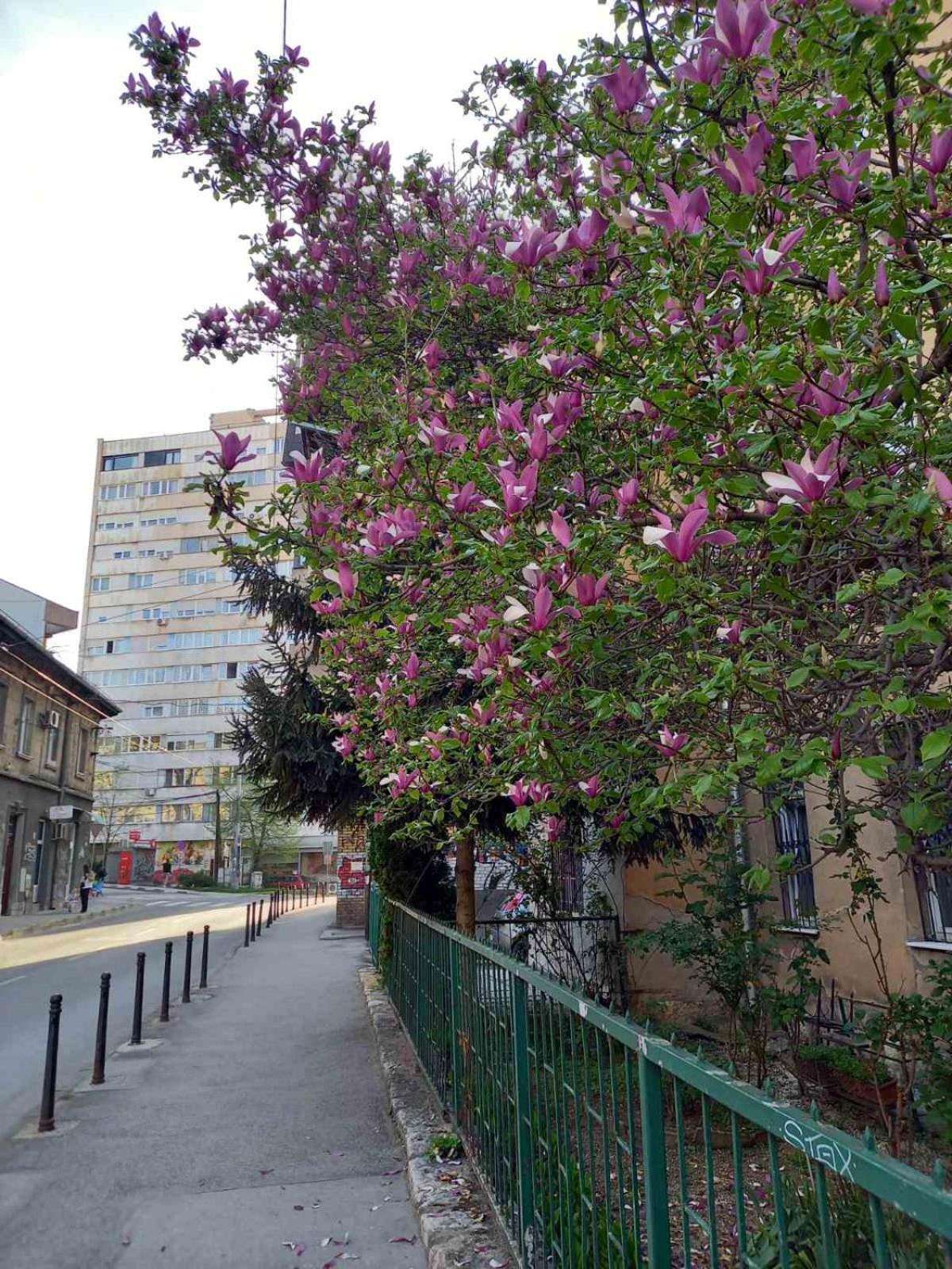 Hansa Apartment Sarajevo Buitenkant foto